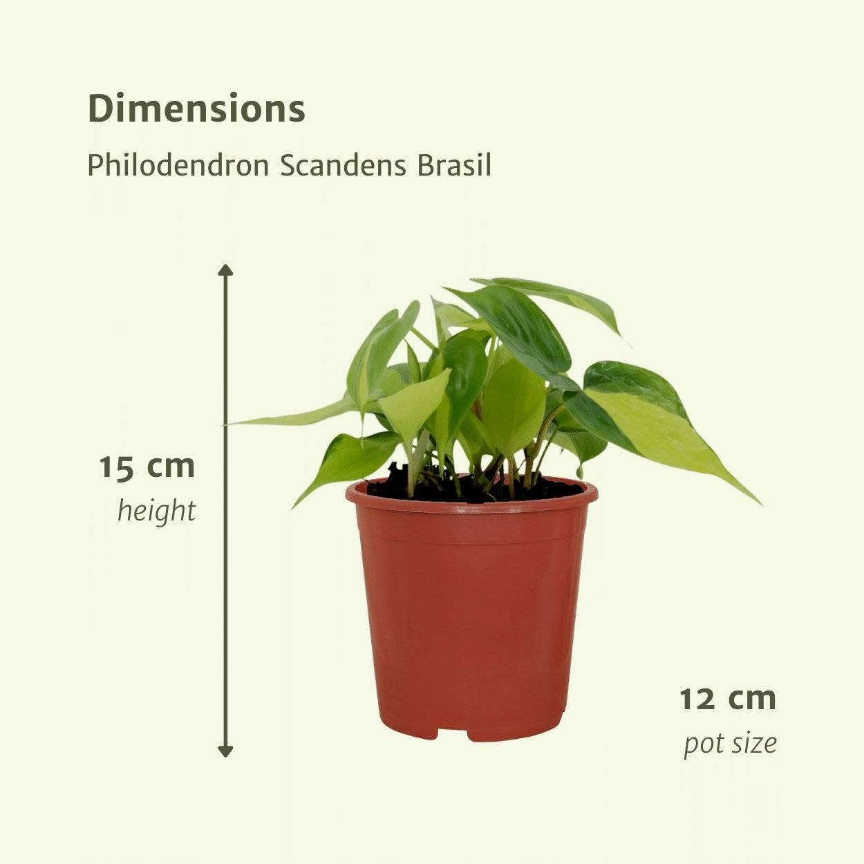 La Green Touch - Philodendron Scandens Brasil - H15cm - Image 5