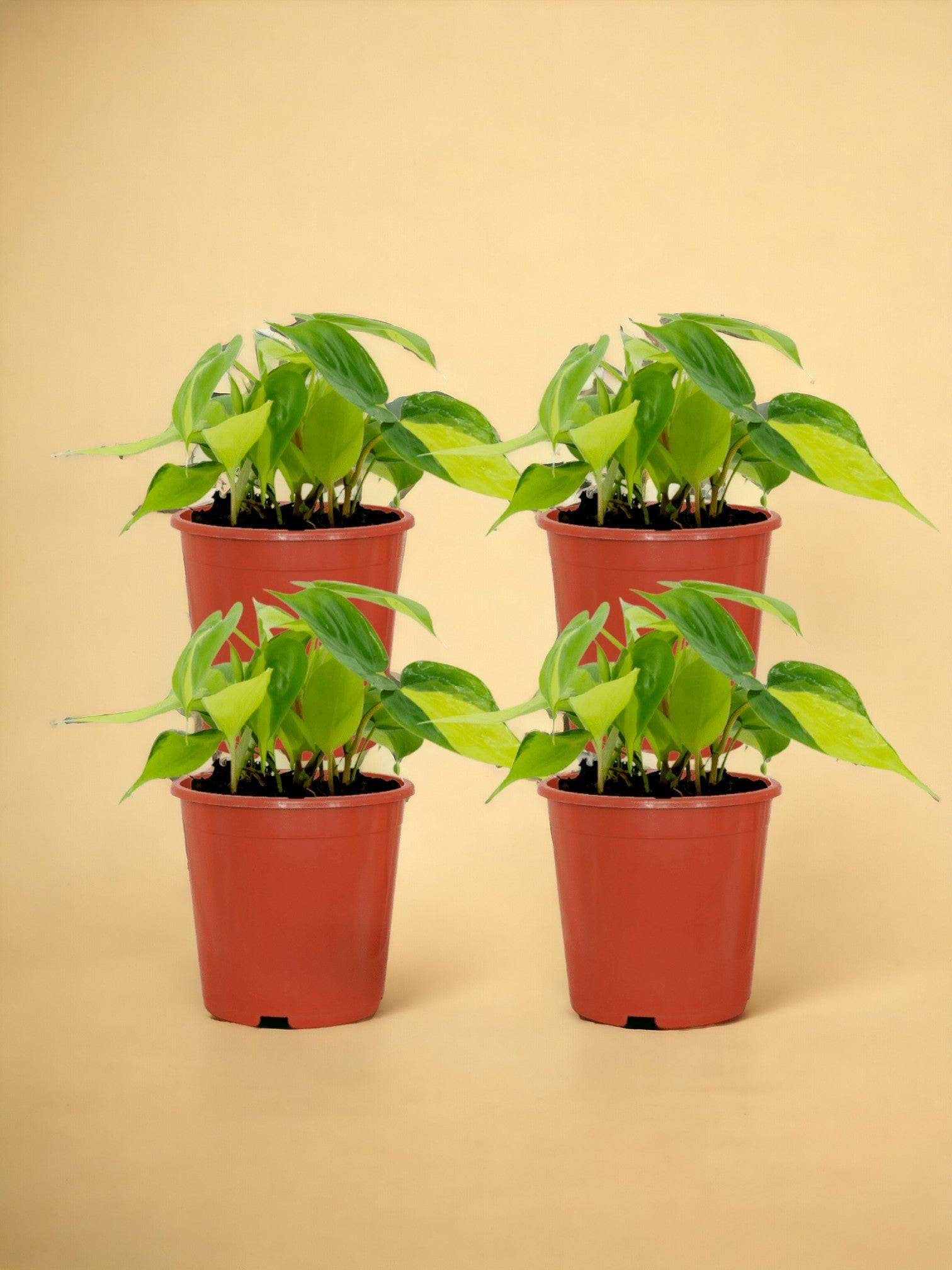 La Green Touch - Philodendron Scandens Brasil - H15cm - Image 1