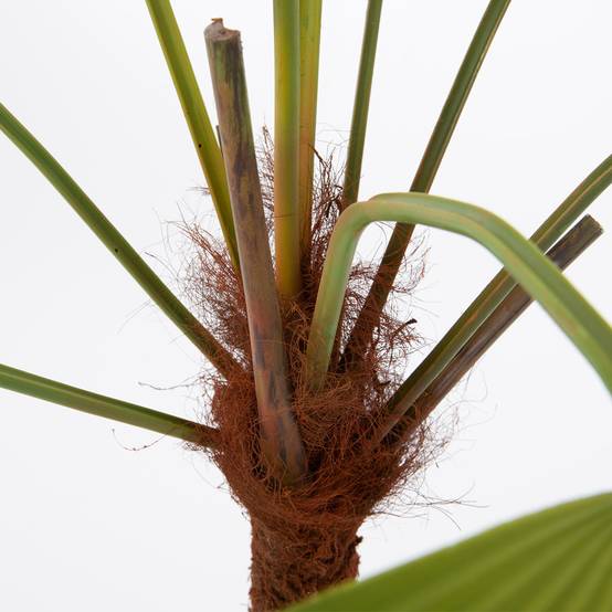 Palmier Palm royal 215 cm - Image 2