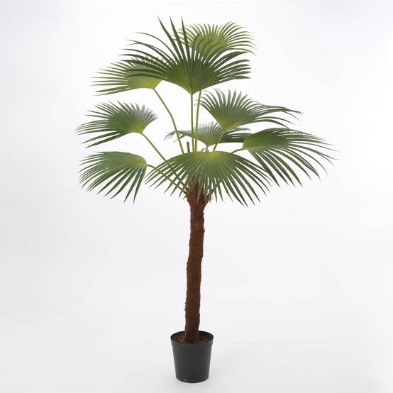 Palmier Palm royal 215 cm - Image 1