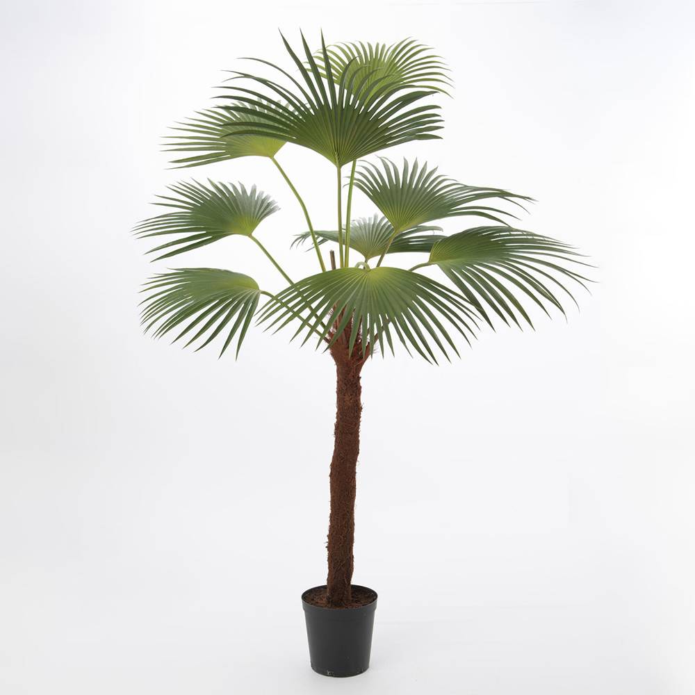 Palmier Palm royal 215 cm - Image 1