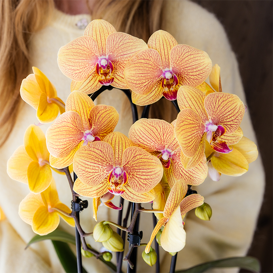Orchidée Phalaenopsis 'Sunny Bunny' orange - Pot de 12cm - Plantes d'intérieur - Image 5