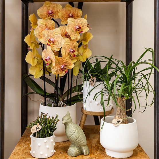 Orchidée Phalaenopsis 'Sunny Bunny' orange - Pot de 12cm - Plantes d'intérieur - Image 2