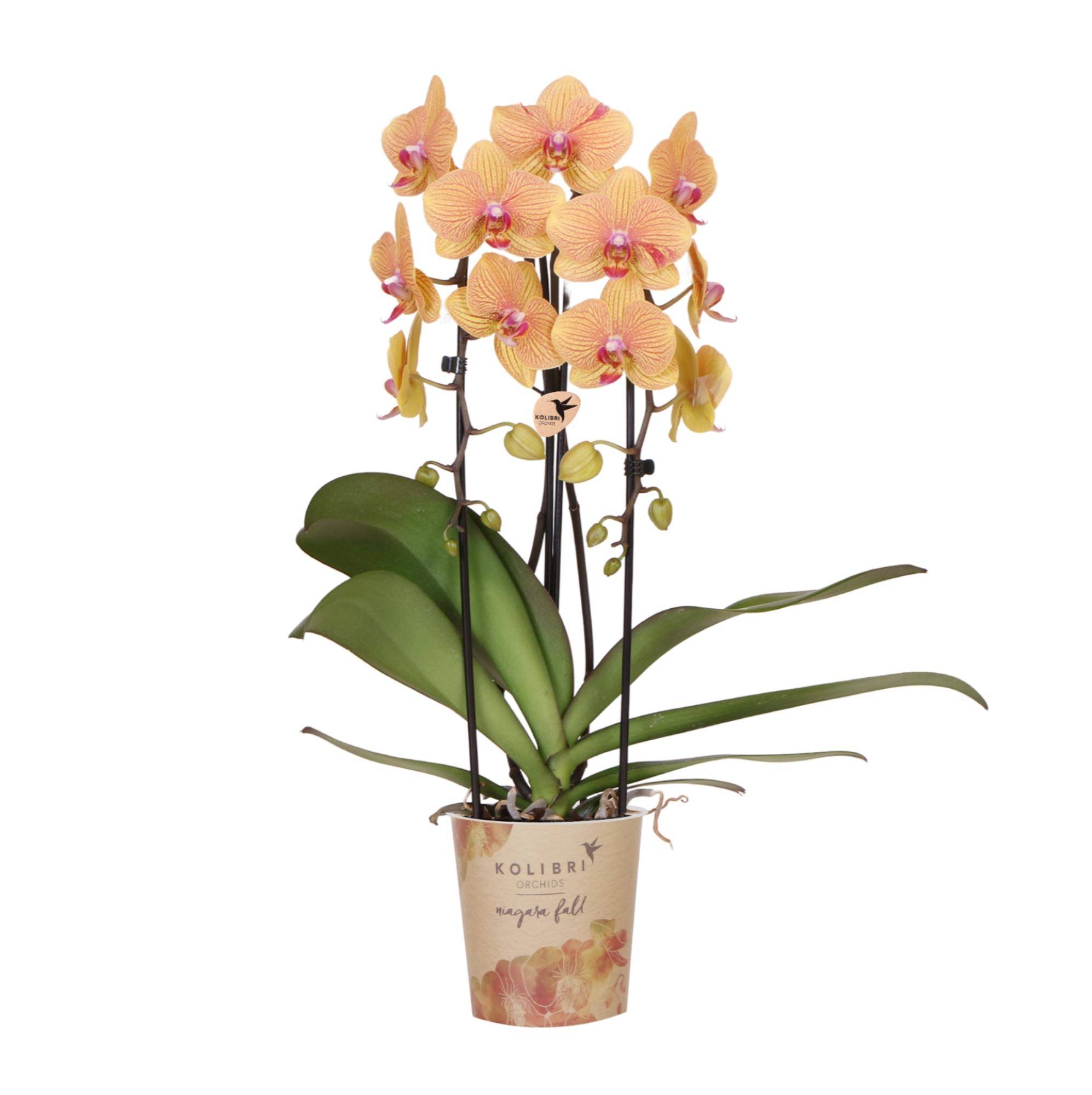 Orchidée Phalaenopsis 'Sunny Bunny' orange - Pot de 12cm - Plantes d'intérieur - Image 1
