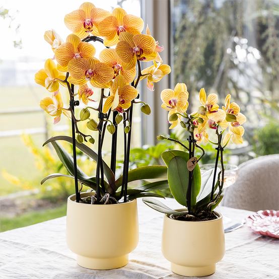 Orchidée Phalaenopsis 'Sunny Bunny' orange - Pot de 12cm - Plantes d'intérieur - Image 6