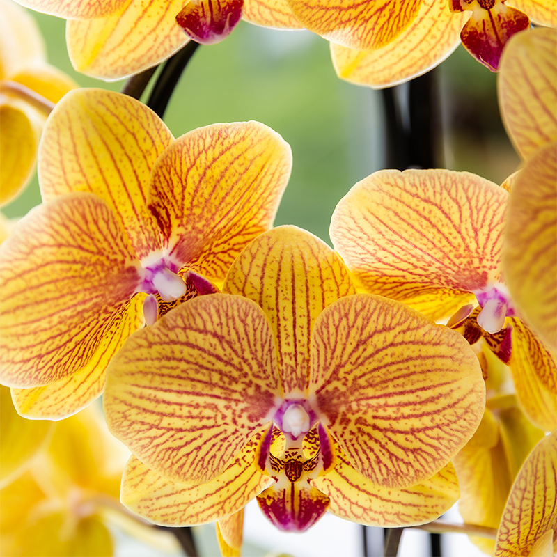 Orchidée Phalaenopsis 'Sunny Bunny' orange - Pot de 12cm - Plantes d'intérieur - Image 4