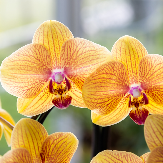 Orchidée Phalaenopsis 'Sunny Bunny' orange - Pot de 12cm - Plantes d'intérieur - Image 3