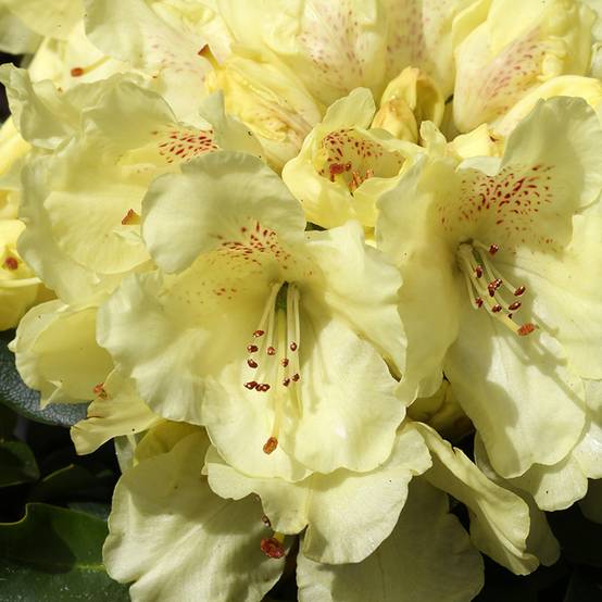 Rhododendron yakushimanum Easydendron Bohlken's Laura Pot de 4L/5L - Image 1