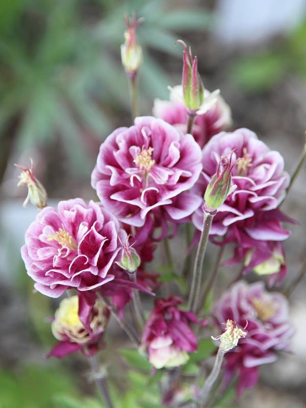 Ancolie Winky Double Red White - Aquilegia vulgaris. Godet de 8/9 cm