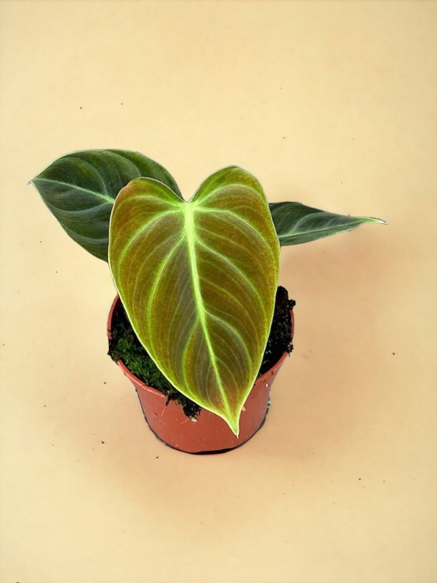 Philodendron El Choco Red d10- La Green Touch