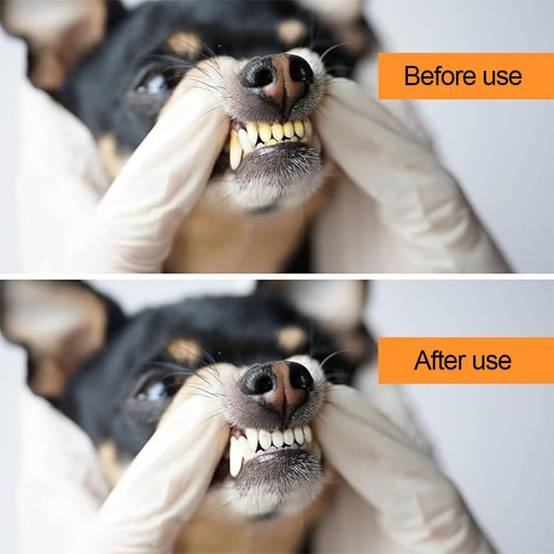 Kit Hygiène Dentaire Anti-Tartre pour Chien DtopbuyAge - Image 4