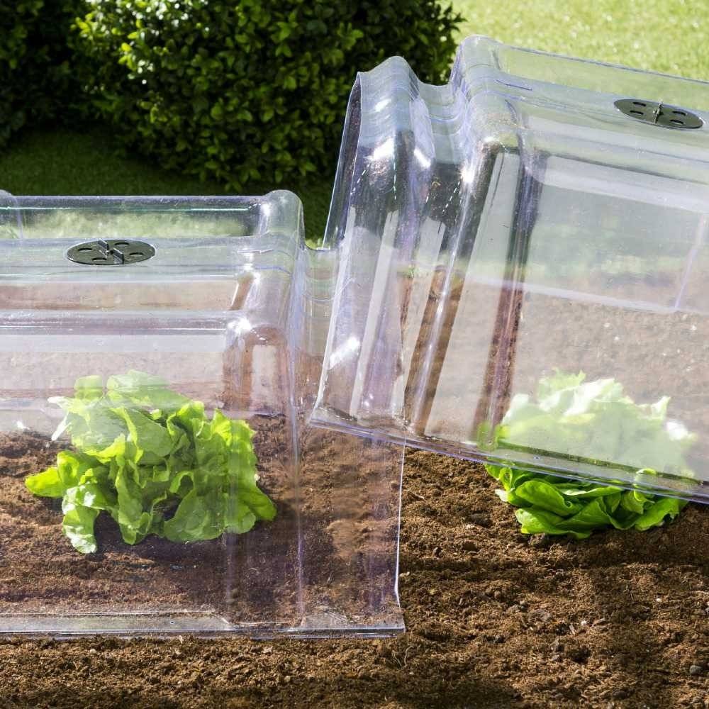 Terre Jardin - Tunnel de forçage transparent, Lot de 30 - Image 4