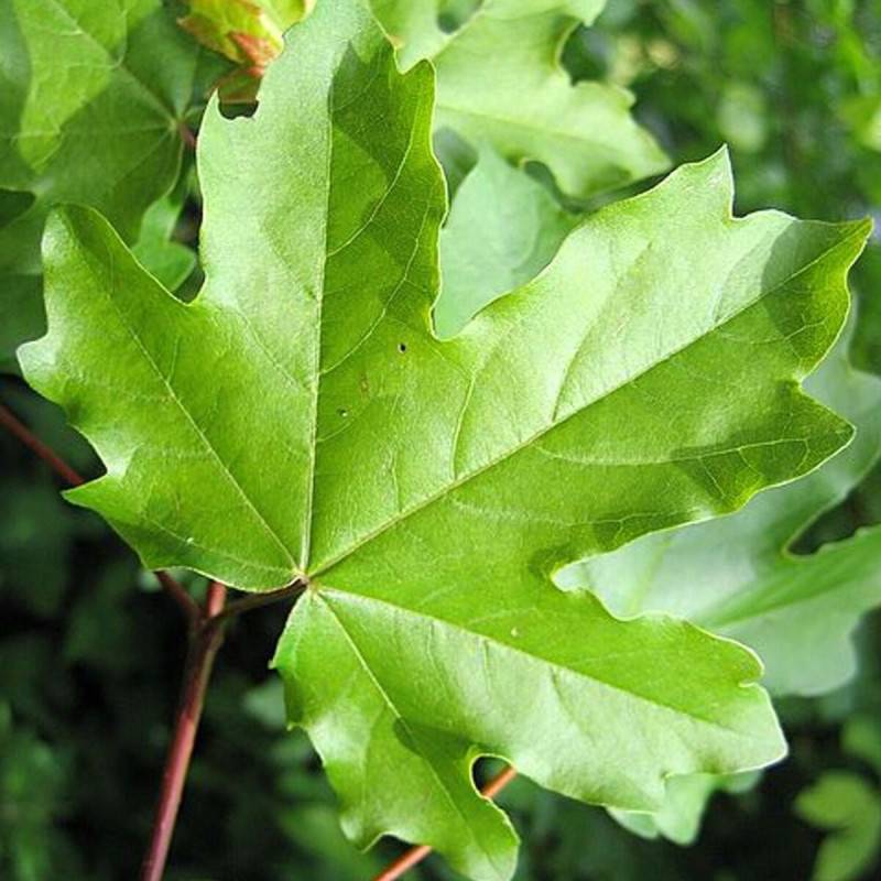 Érable champêtre Elsrijk, Acer campestre - Pot de 15L - Baliveau - Image 2