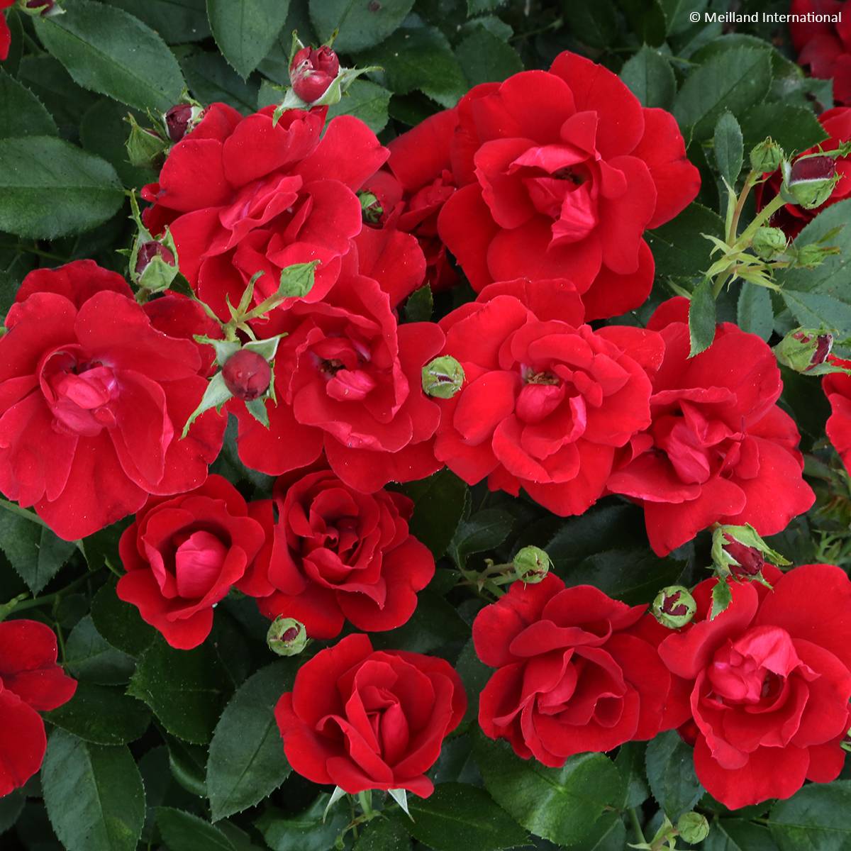Promesse de Fleurs - Rosier paysager Street Colors Moulin Rouge Meitralight Pot de 4L/5L