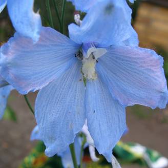Delphinium belladonna Ballkleid - Pied d'Alouette vivace Godet de 8/9 cm