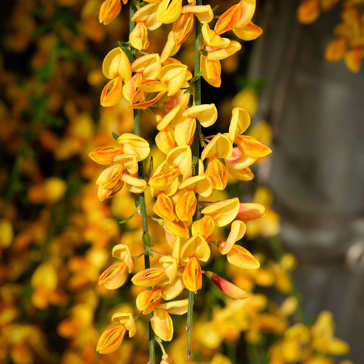 Cytisus scoparius Apricot Gem - Genêt à balais Pot de 2L/3L - Image 1