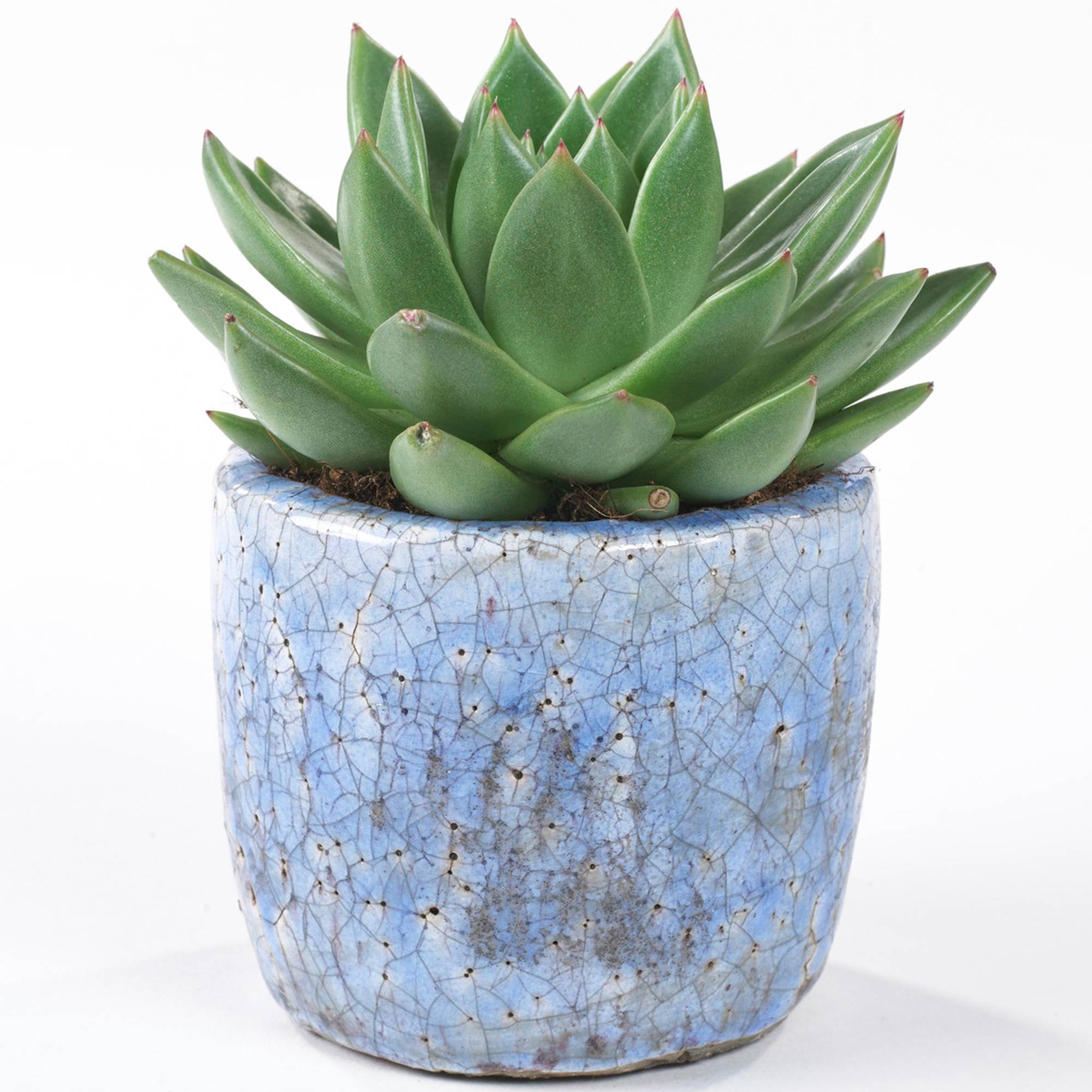 Gardenersdream - Echeveria Miranda Plante Succulente En Pot 10-20 Cm Pour Le Bureau En Promo À Offrir En Cadeau - GardenersDream - Imagen 1