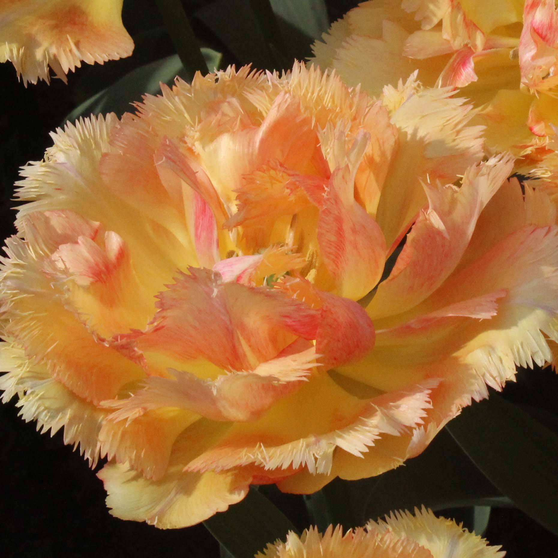 Promesse de Fleurs - Tulipe dentelée double Vaya Con Dios Bulbe calibre 12 (par 6)