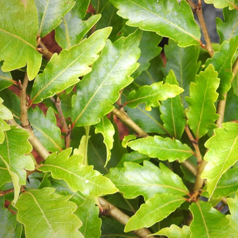 Fagus sylvatica Sandrode - Hêtre nain Pot de 4L/5L