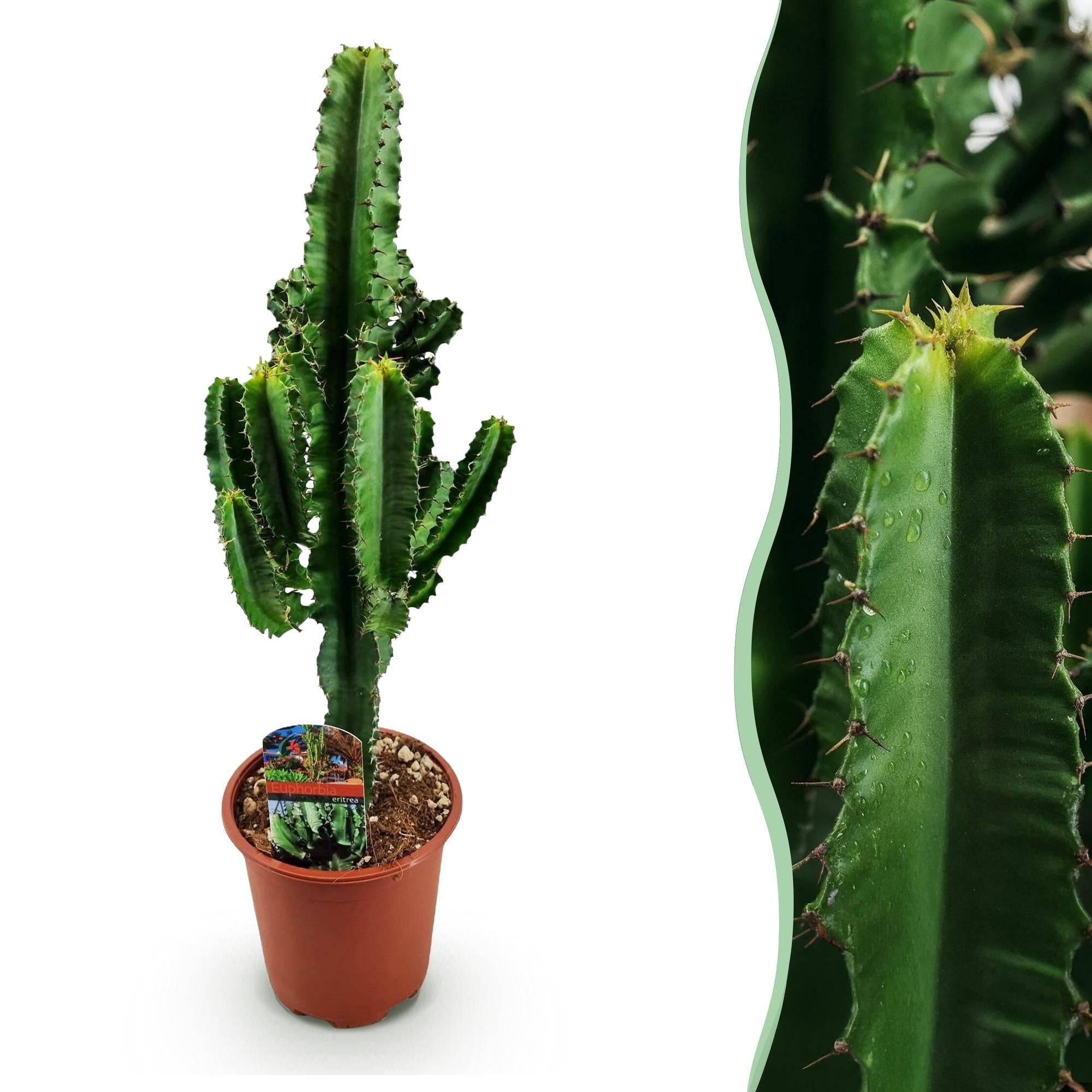 La Green Touch - Euphorbe Eritrea - D17 H60cm - Image 2
