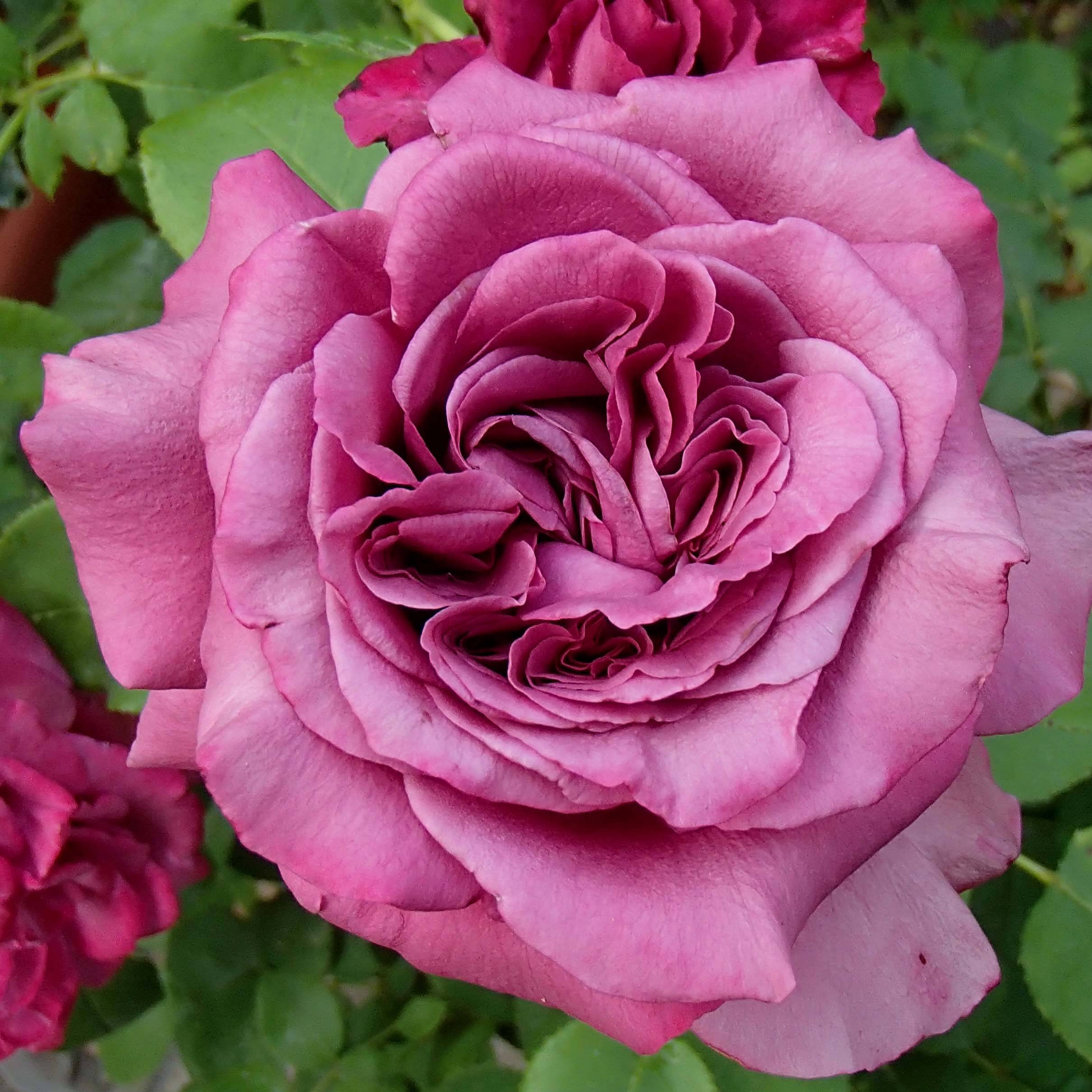 Promesse de Fleurs - Rosier à grandes fleurs Claude Brasseur Racines nues en motte