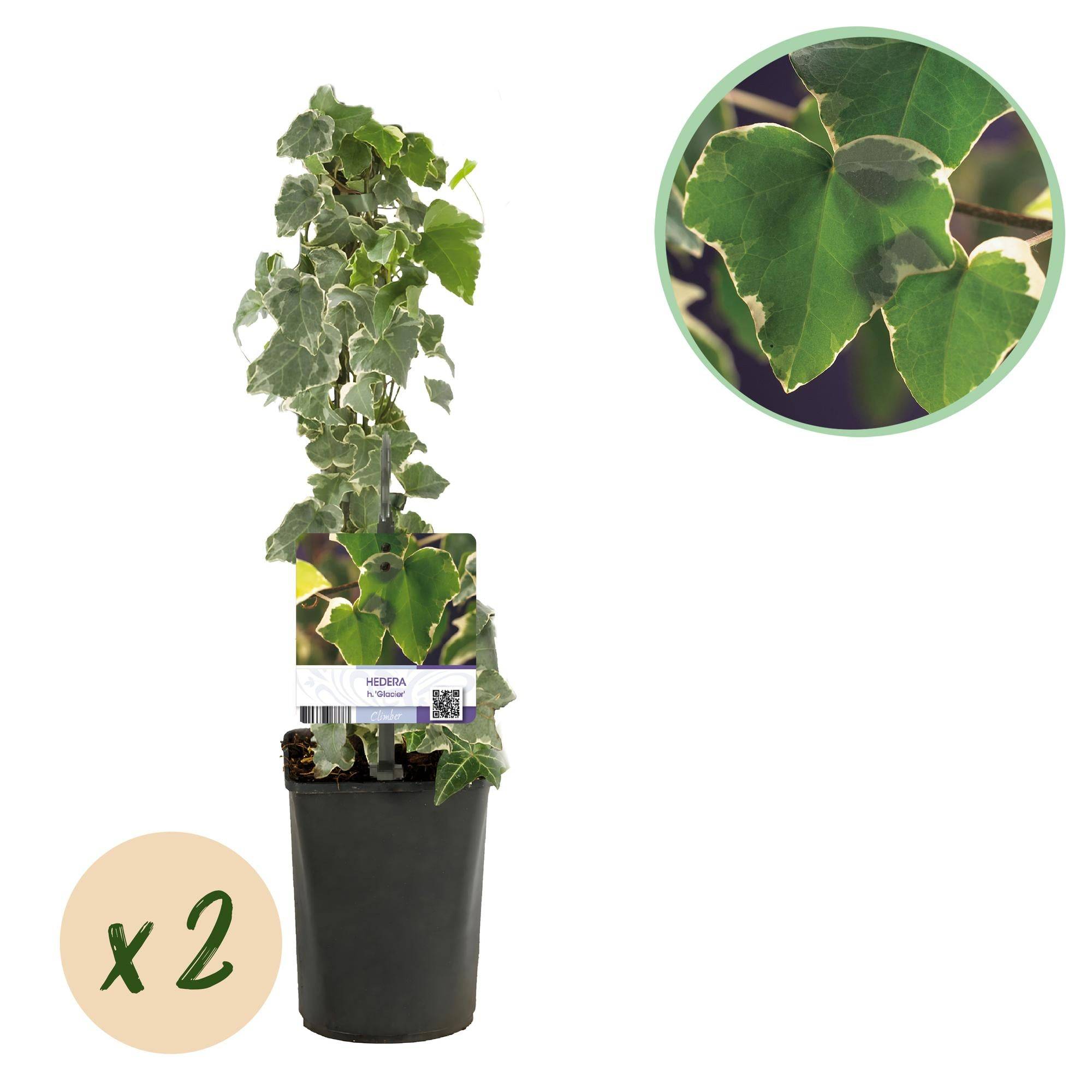 La Green Touch - Hedera Helix Glacier - D11 H40cm - Image 1