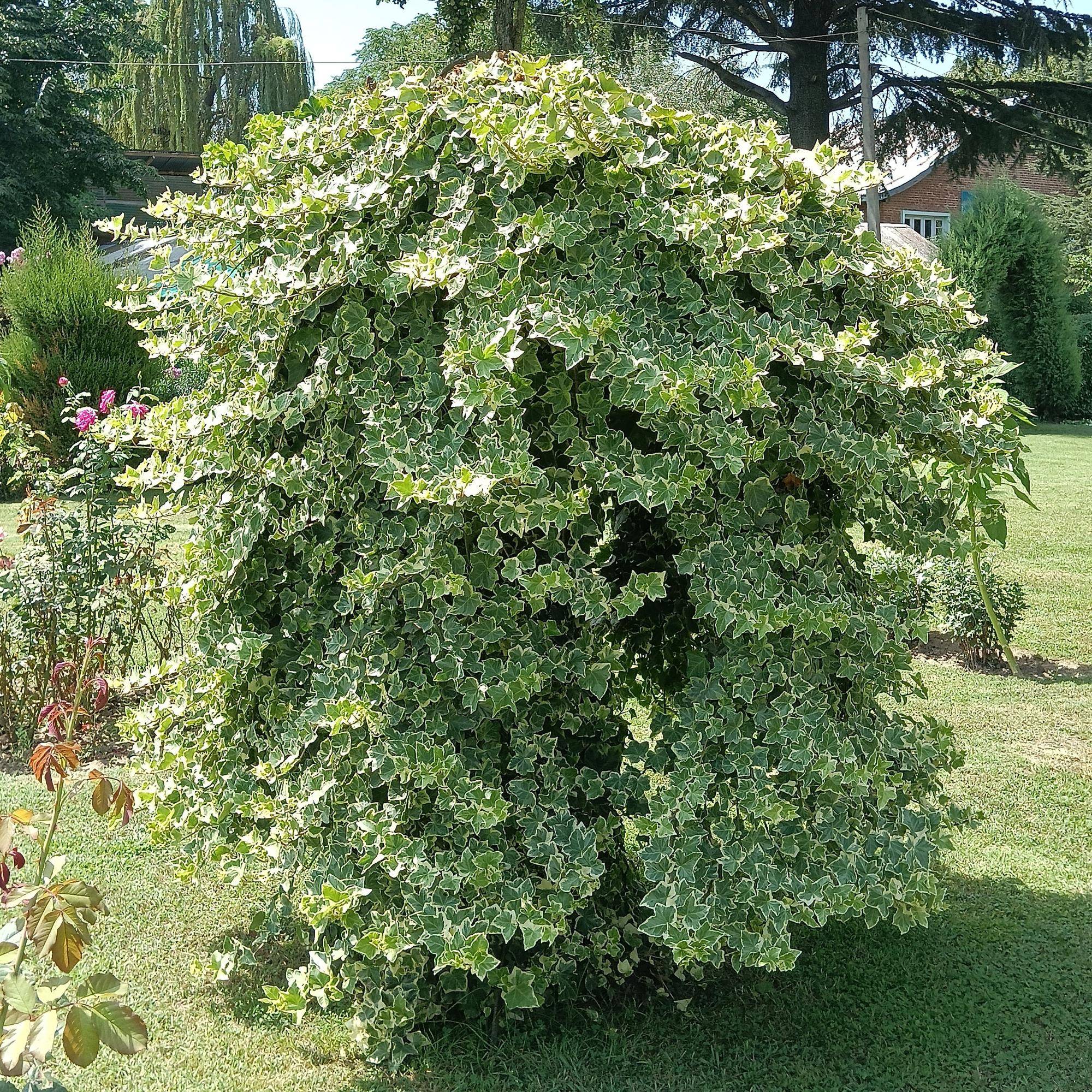 La Green Touch - Hedera Helix Glacier - D11 H40cm - Image 5