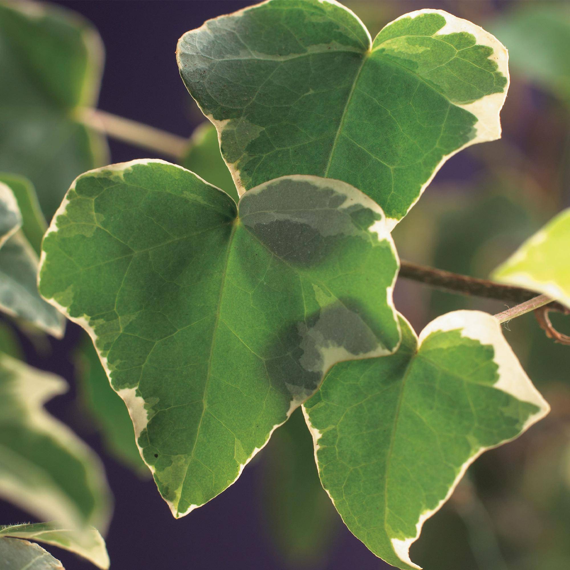 La Green Touch - Hedera Helix Glacier - D11 H40cm - Image 4
