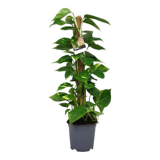 Scindapsus Epipremnum - D19 H80cm