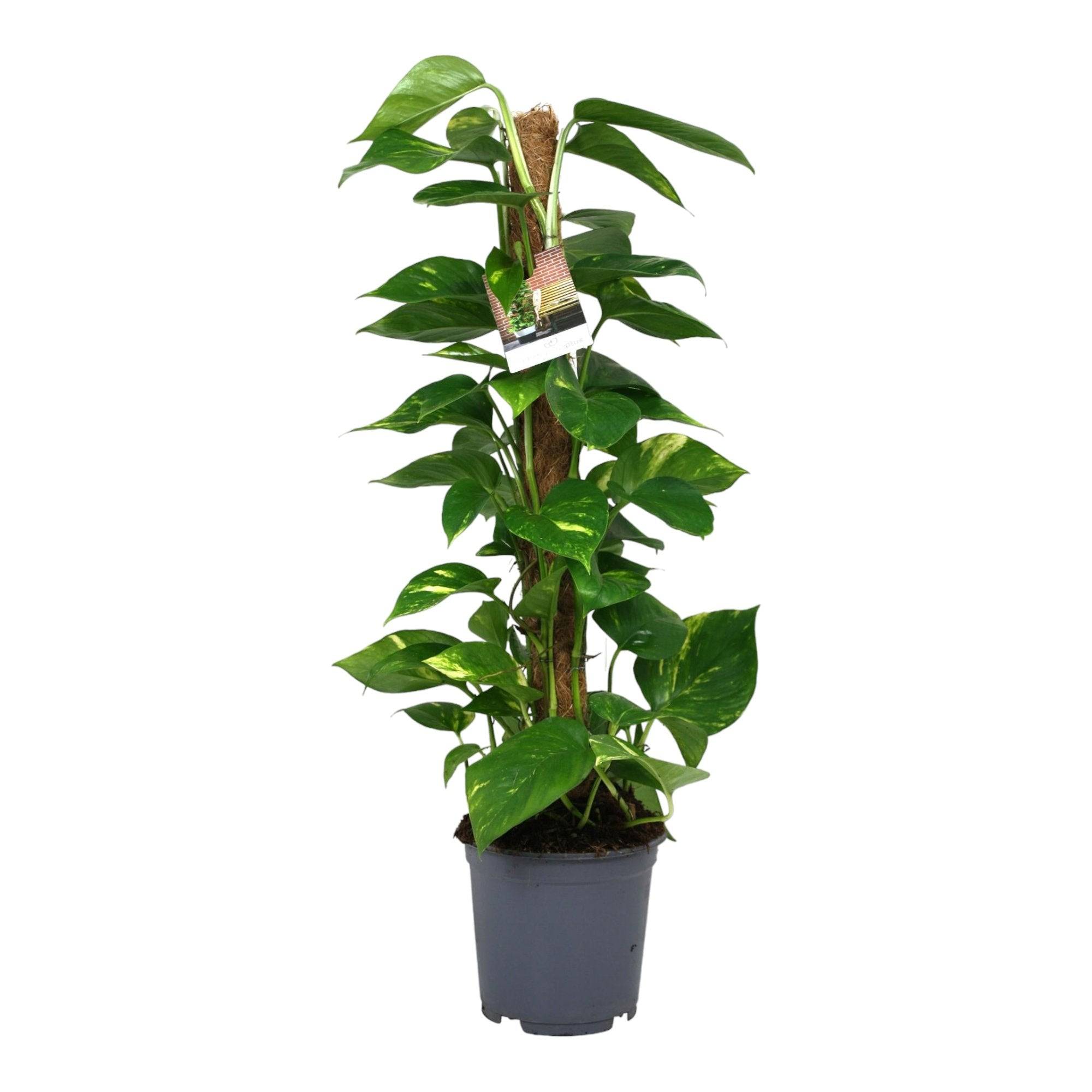 Scindapsus Epipremnum - D19 H80cm