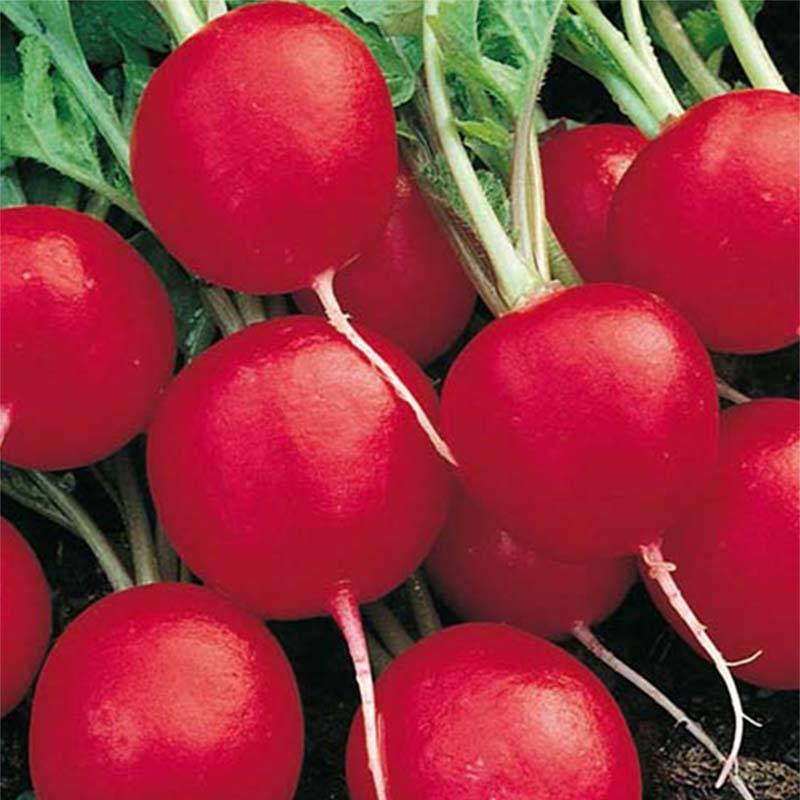 Radis Cerise - Raphanus sativus Graines