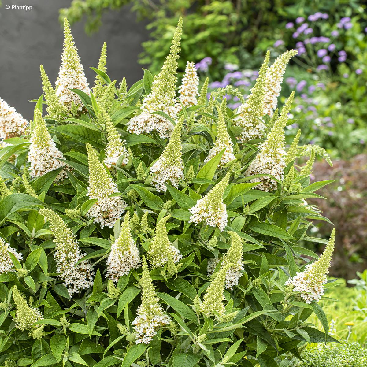 Buddleja davidii Butterfly Candy Little White - Arbre aux papillons nain Godet de 8/9 cm