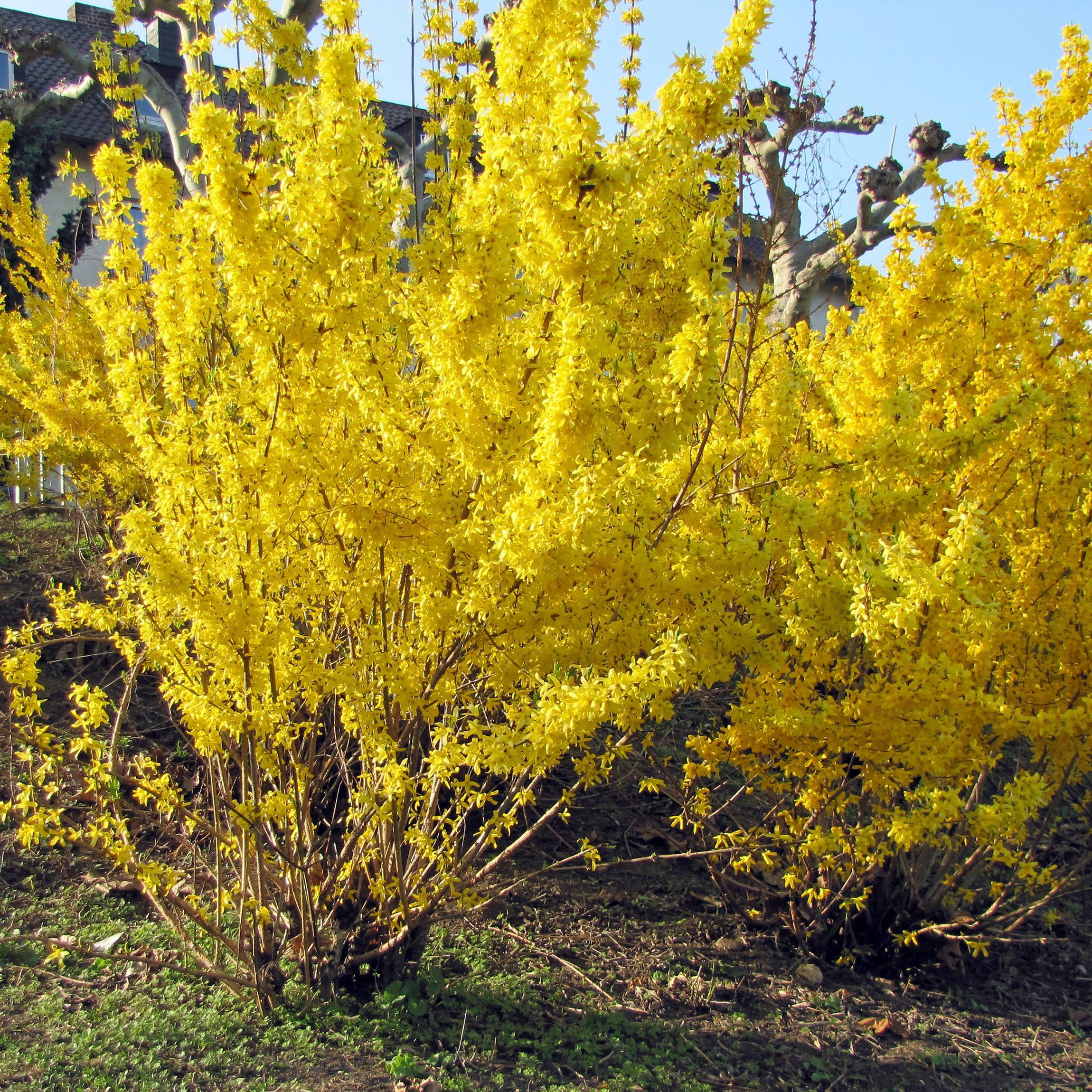 Forsythia intermedia Spectabilis - Mimosa de Paris Pot de 7,5L/10L