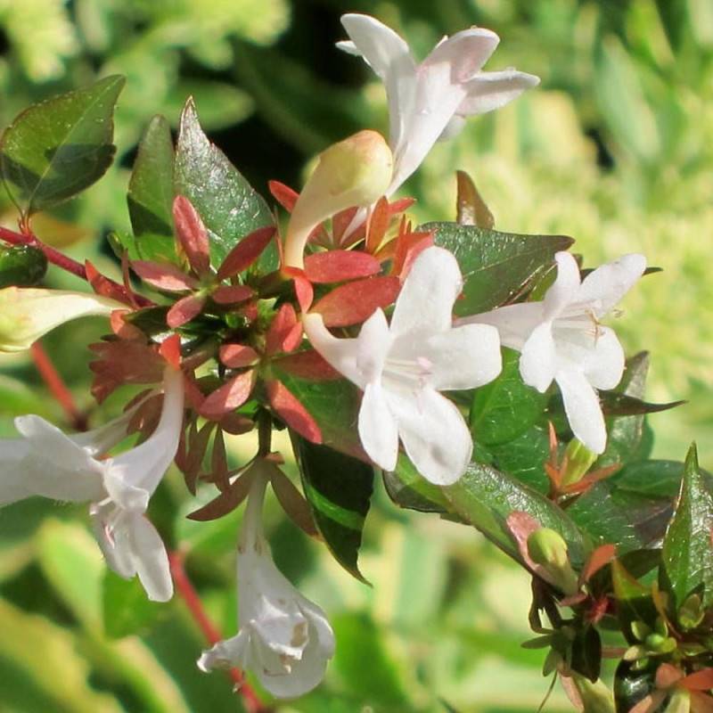 Abelia Francis Mason, Abélia à grandes fleurs à fleurs Rose - feuillage Persistant - Pot de 3L - 20/40 cm-  hauteur à maturité De 1,00 m à 1,50 m - Imagen 1