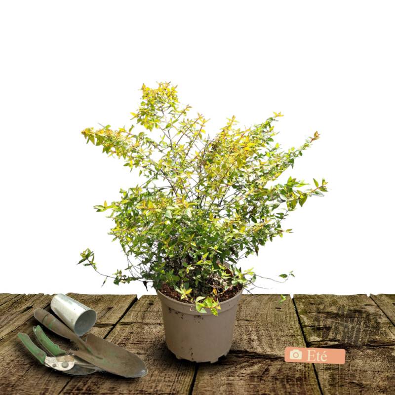 Abelia Francis Mason, Abélia à grandes fleurs à fleurs Rose - feuillage Persistant - Pot de 3L - 20/40 cm-  hauteur à maturité De 1,00 m à 1,50 m - Imagen 3
