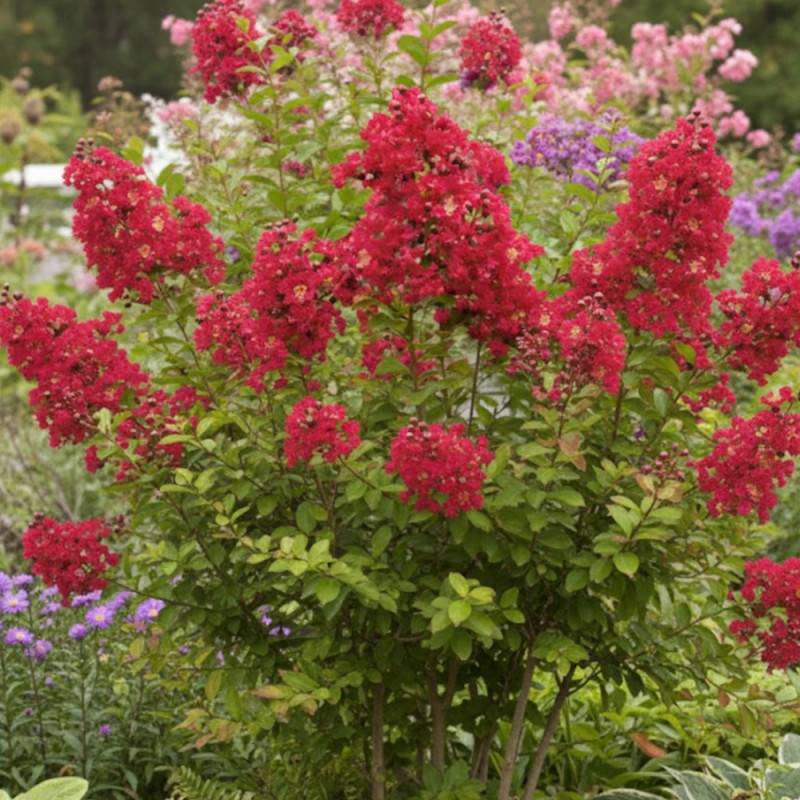Lilas des Indes Terrasse Rouge, Lagerstroemia à fleurs Rouge - feuillage Caduc - Pot de 3L - Touffe- hauteur à maturité De 1,00 m à 1,50 m - Image 3
