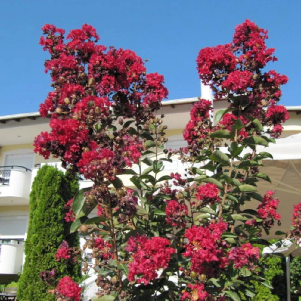 Lilas des Indes Terrasse Rouge, Lagerstroemia à fleurs Rouge - feuillage Caduc - Pot de 3L - Touffe-  hauteur à maturité De 1,00 m à 1,50 m - Image 1