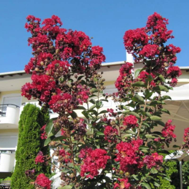 Lilas des Indes Terrasse Rouge, Lagerstroemia à fleurs Rouge - feuillage Caduc - Pot de 3L - Touffe-  hauteur à maturité De 1,00 m à 1,50 m - Image 2