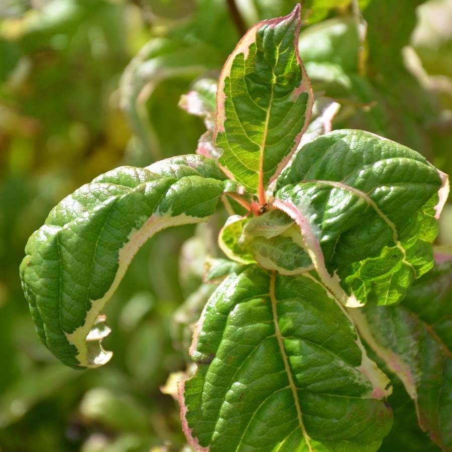 Weigela florida Caricature - Weigélia Pot de 4L/5L