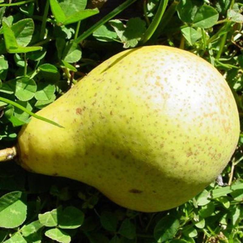 Poirier Duchesse D'angoulème - Bon rendement - Pot de 15L - 1/2 tige - 150/175 cm - De 3,00 m à 5,00 m - Imagen 6
