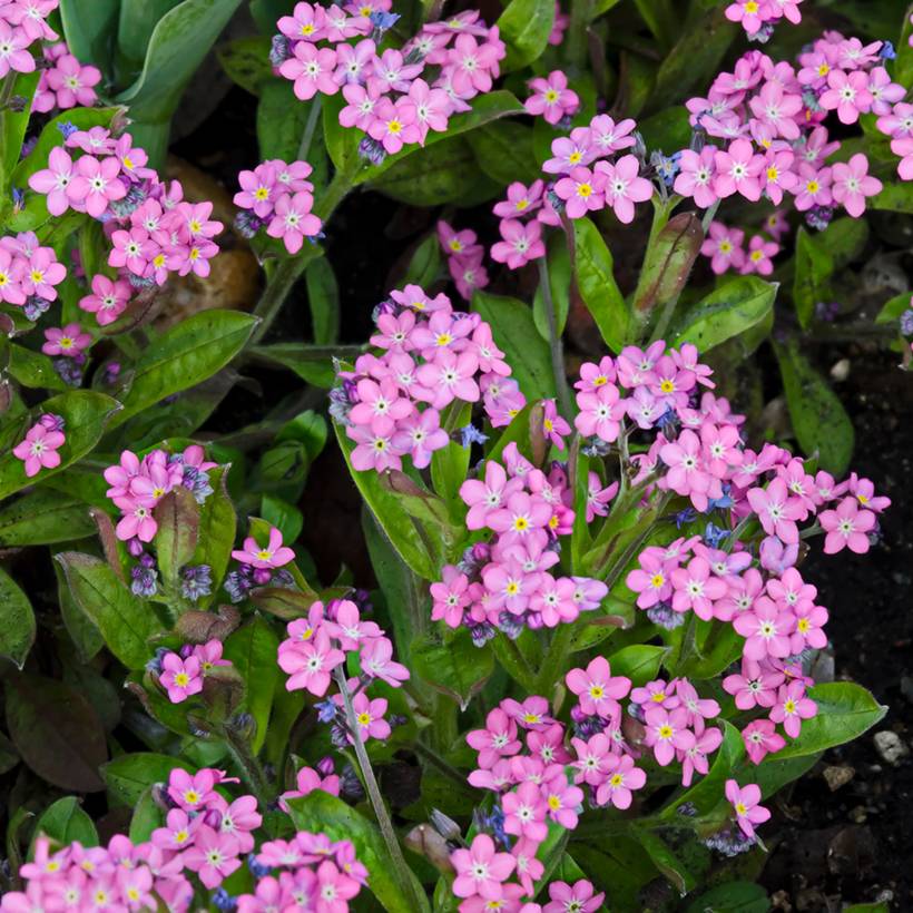 Graines de Myosotis des forêts Rose - Myosotis sylvatica le sachet de 700 graines environ (0,5g)