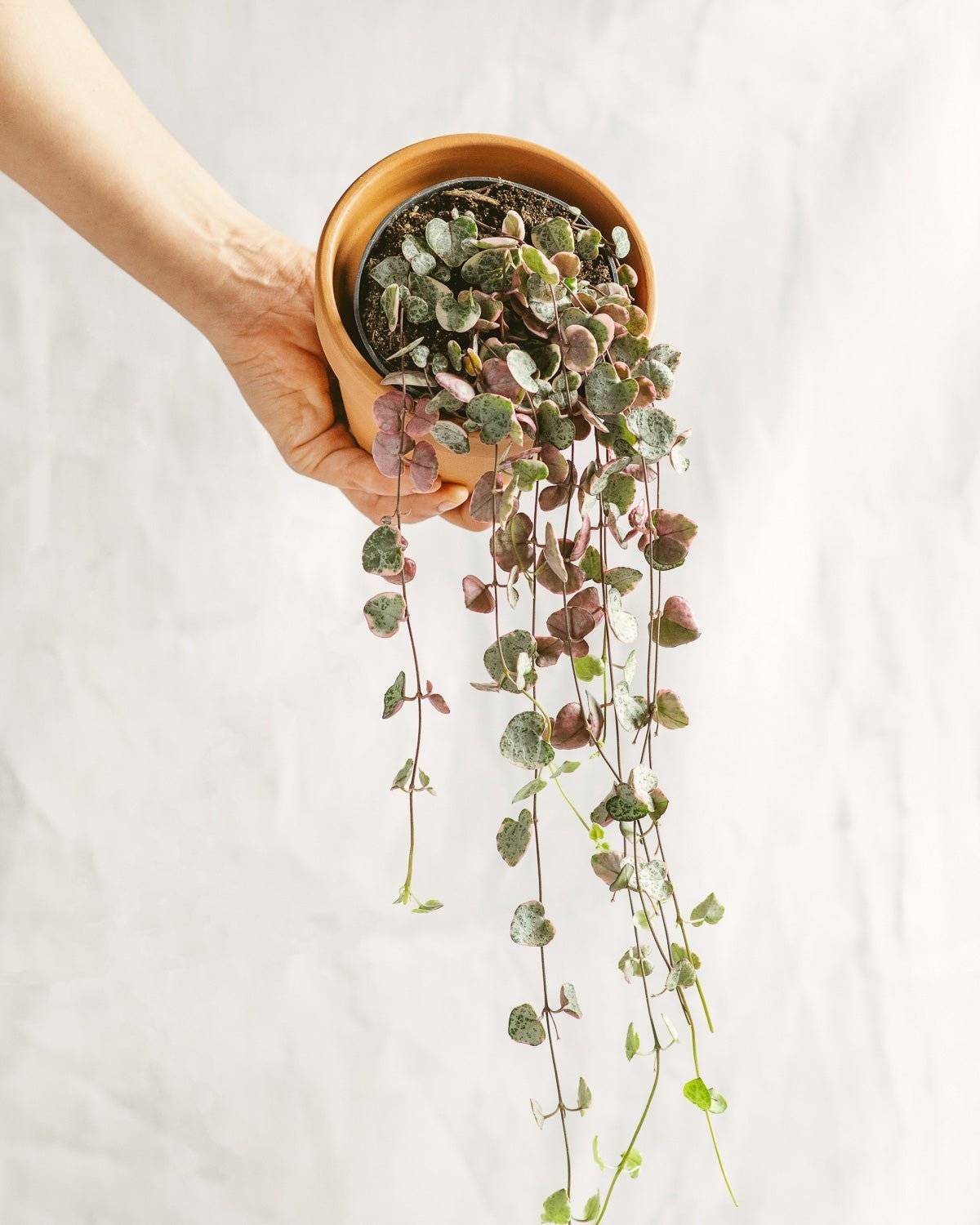 La Green Touch - Ceropegia Woodii Variegata 15cm - Plante d'intérieur- La Green Touch - Imagen 2
