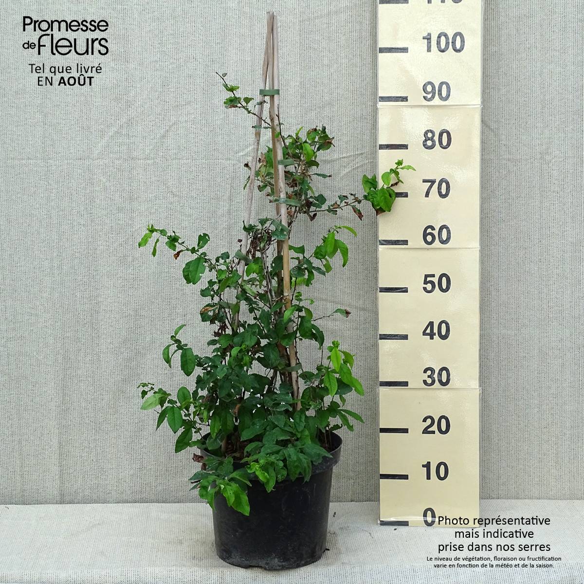 Cognassier du Japon Yukigoten - Chaenomeles speciosa Pot de 7,5L/10L - Image 2