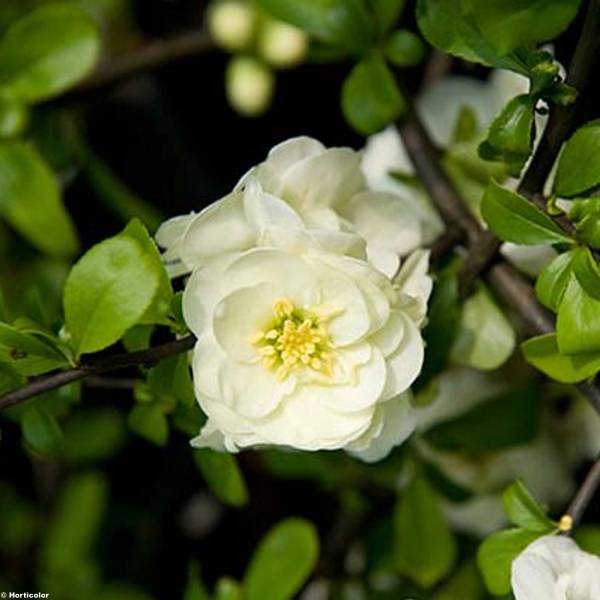 Cognassier du Japon Yukigoten  - Chaenomeles speciosa Pot de 7,5L/10L - Image 1