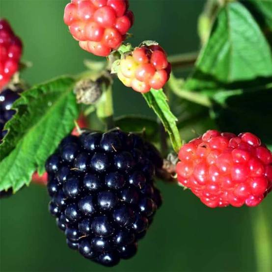 Promesse de Fleurs - Mûre sans épines Loganberry - Mûre-framboise Pot de 1,5L/2L, Touffe