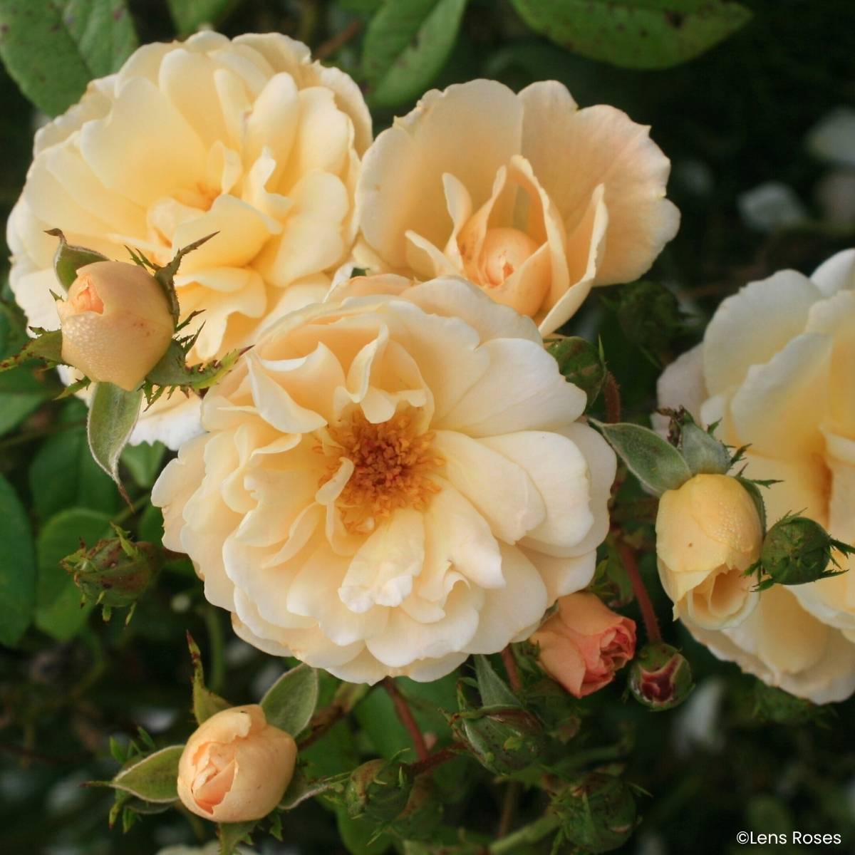 Promesse de Fleurs - Rosier arbustif Machera Racines nues en motte