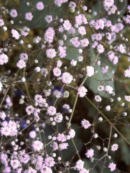Gypsophila Rosenschleier - Gypsophile Rosy Veil Pot de 2L/3L - Image 2
