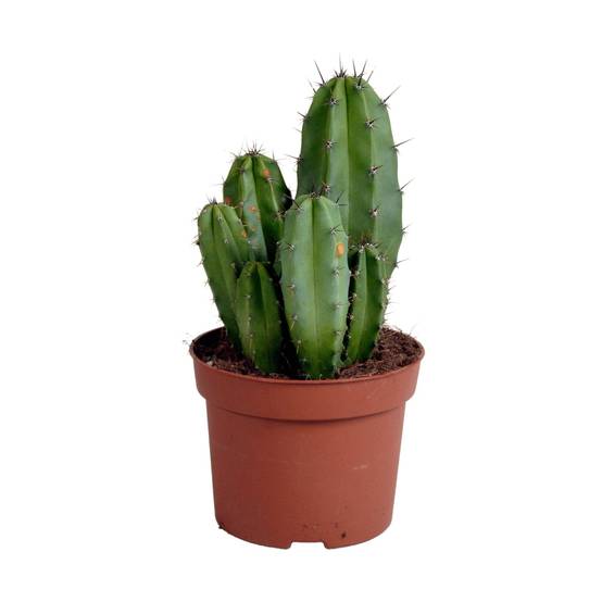 La Green Touch - Polaskia Chula - Cactus Colonnaire d'Intérieur- La Green Touch - Image 1