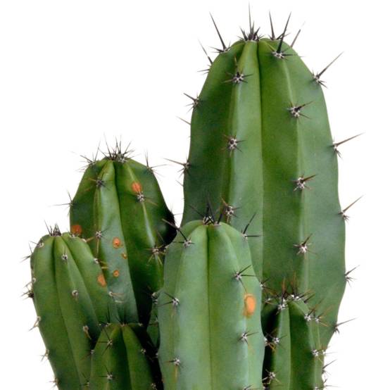 La Green Touch - Polaskia Chula - Cactus Colonnaire d'Intérieur- La Green Touch - Image 4