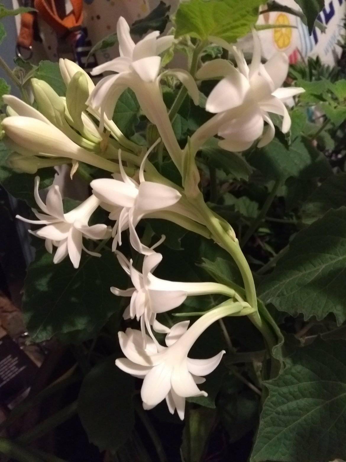 Polianthes tuberosa The Pearl - Tubéreuse Blanche Double La perle Bulbe calibre 12+ (par 3)